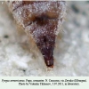 pyrgus armoricanus pupa2b